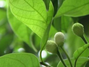 ��ľ��_��ľ���Ĺ�Ч|�÷�����