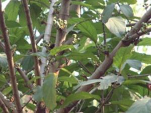 ��ľ��_��ľ�ɵĹ�Ч|��������