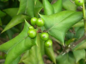 �۹���Ƥ_�۹���Ƥ�Ĺ�Ч|�÷�����