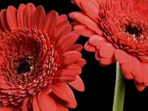 �����󶡲�_�����󶡲ݵĹ�Ч|�÷�