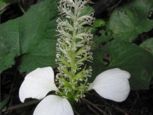 ǿ׵ĹЧ Ĵֽǿ׵Ĳһ