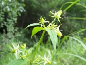 ������Ĺ�Ч������ �������������ͬһ��ֲ����