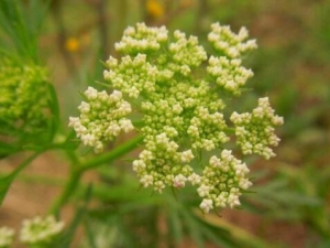 �ߴ��ӵĹ�Ч������ �ߴ�����ϴ��ͷ��