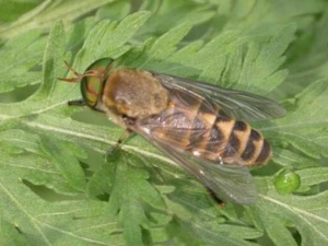 ��Ĺ�Ч������ ��Σ������Щ