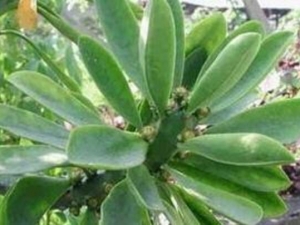 ��������Ĺ�Ч������ ��������˵���� ��������۸�