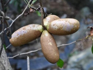 Ԥ֪�ӵĹ�Ч������ Ԥ֪���ǲ��ǰ�����