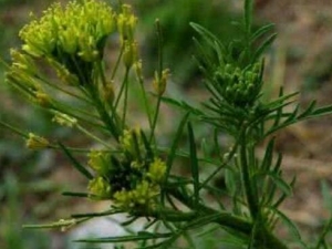 ���㶨���账�� ���㶨���蹦Ч ���㶨��������������