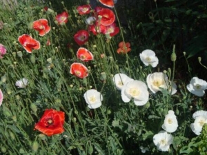 ����ڵĹ�Ч������ ����ڵ�ҩ������