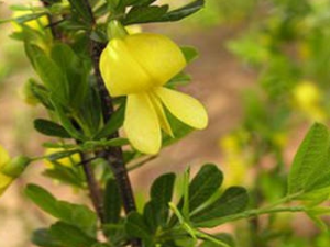 ������ҩ�ü�ֵ �����ĸ�����