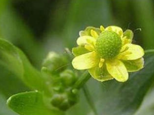 ʯ���ǵ�ҩ�ü�ֵ ʯ���ǵĸ�����