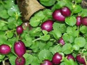 ͭ������ݵĸ����� ͭ������ݵĹ�Ч����