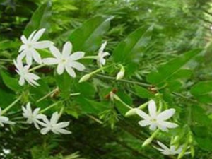 Ť���ٵĸ����� Ť���ٵĹ�Ч����