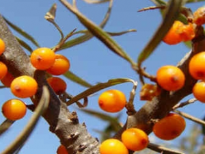 ��̹���Ӫ����ֵ ��̹���ѡ������