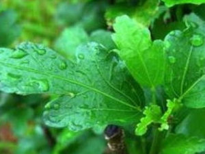 ľ��Ҷ�Ĺ�Ч������ ľ��Ҷ��ѡ������