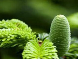 ����ɼ��ҩ�ü�ֵ ����ɼ�ĸ�����