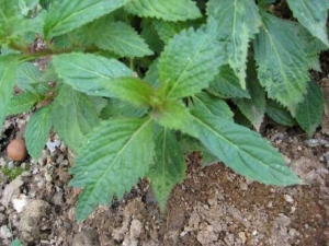 Ϫ�ƲݵĹ�Ч������ Ϫ�Ʋ����蹦Ч