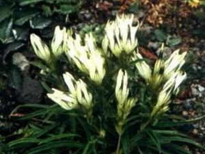 �׻������Ĺ�Ч������ �׻�������μ���