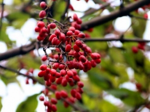 ɽ���ǵĹ�Ч������ ɽ�����ݾ���ʲô��Ч