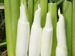 ���׵�Ӫ����ֵ ���������кڵ��ܳ���