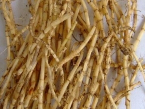 ��é���Ĺ�Ч������ ��é����������