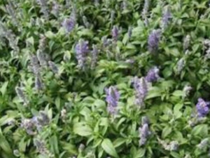 �ϲݵĹ�Ч������ �ϲ���ô������