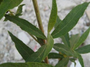 ����β�Ĺ�Ч������ ����β�����β����