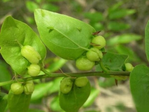 �屶�ӵĹ�Ч������ �и��ܺ��屶�ӷ�����