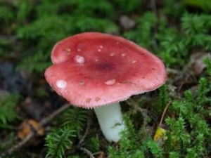 �칽��Ӫ����ֵ �칽���ܺ�ʲôһ���