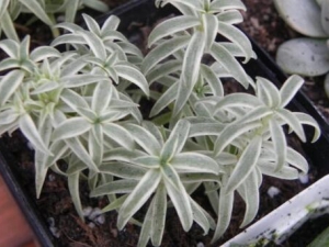 �׷�׵Ĺ�Ч������ �׷�׵Ļ�����ʲô��