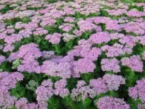 �˱��Ĺ�Ч������ �˱���ʳ�ü�ֵ