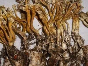 ������Ĺ�Ч������ �������ô�Խ�Ѫ��