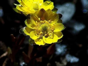 �������Ĺ�Ч������ �������ĸ�������