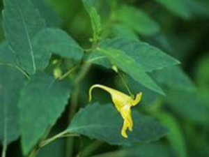 ˮ���Ĺ�Ч���� ˮ����ҩ�ü�ֵ