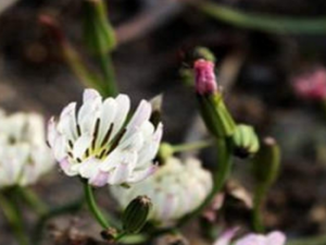 ɽ��ݤ��ҩ�ü�ֵ ɽ��ݤ�Ĺ�Ч����