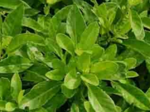 ���߲ݵĹ�Ч���� ���߲ݵ�ҩ�ü�ֵ