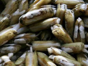 ����Ӫ����ֵ�� ���������ϴ �и��ܳ�������