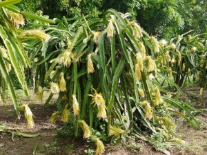 �������Ĺ�Ч������ �����������Ĺ�Ч ��������ʳ�÷���