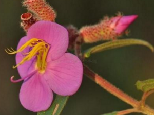 �����Ҷ_�����Ҷ�Ĺ�Ч|�÷�