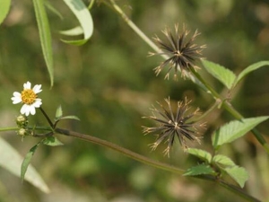 ����ݵĹ�Ч������ ��������θ�Ѫѹ��