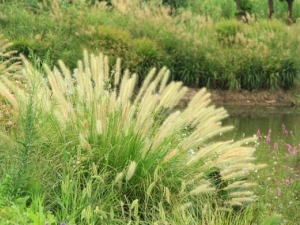 ��β�ݵĹ�Ч������ ��β�ݺ���β�ݵ�����