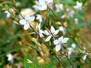 �׵����Ĺ�Ч������ �׵����������л���������