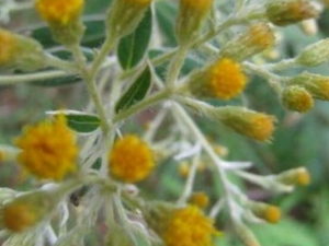 Сé��Ĺ�Ч������ Сé��ĸ���