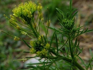 �����ӵĹ�Ч������ �����Ӽ۸�����