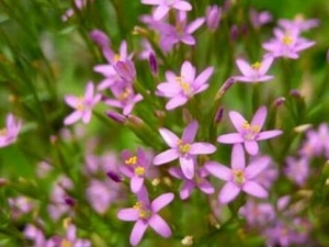 ���ٵĹ�Ч������ ���ٵĸ���