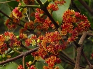 ��Ҷ�����_��Ҷ������Ĺ�Ч����|�÷�����