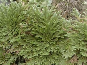 ���һ����-���һ����Ĺ�Ч|�÷�����