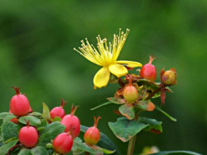 ��˿�ҹ�ʵ_��˿�ҹ�ʵ�Ĺ�Ч|�÷�����