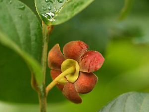 �Ʊ�Ҷ��_�Ʊ�Ҷ�Ĺ�Ч|�÷�����