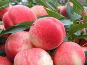 �԰׷��ҵ����ʱ�� �׷��ҵĸ�����