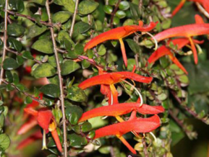 ������_�����ٵĹ�Ч|�÷�����